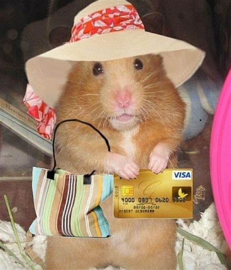 A Hamster Wearing A Hat And Holding A Credit Card