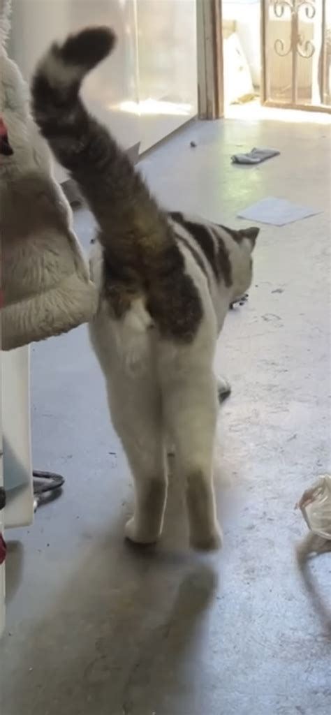 What Sex Is This Cat Thecatsite