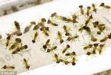 What Do Baby White Ants Look Like