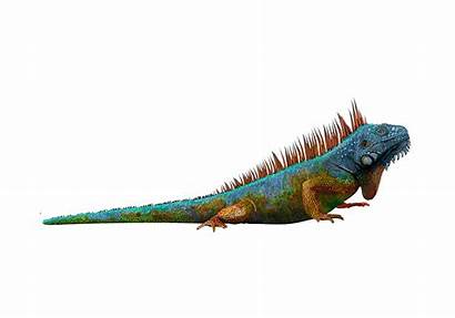 Iguana Pluspng Clipart Transparent Webstockreview Dinosaur
