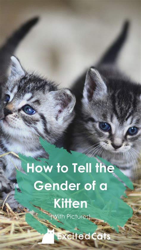 Two Kittens Are Sitting In Hay With The Caption How To Tell The Gender Of A Kitten
