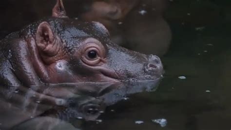 Baby Hippo To Make Public Debut At Dallas Zoo