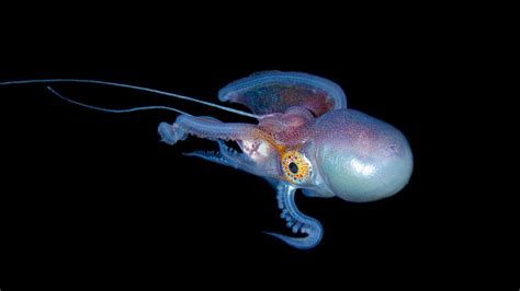 Blanket Octopus Factsdiethabitatcolor Zoological World