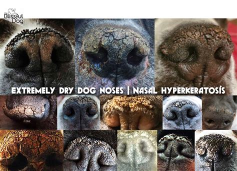 What Causes Dry Crusty Nose On A Dog