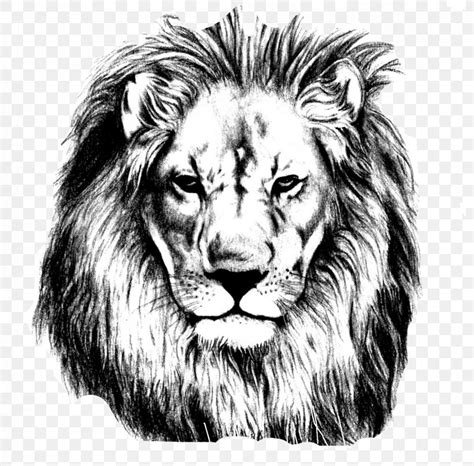 5 Choices Art Drawing Lion You Can Download It Free Of Charge