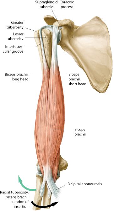 Biceps Brachii Anatomy Anatomy Book