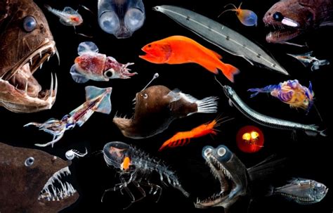Life In The Deep Sea Lets Talk Science