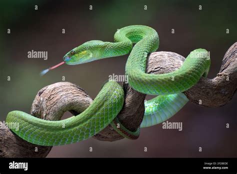 White Lipped Island Pit Viper Coiled Around A Tree Branch Indonesia