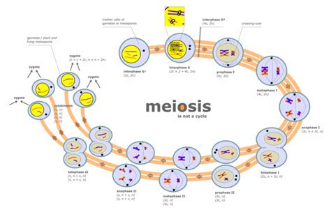 Fases De La Meiosis Concepto Divisiones Celulares E Importancia