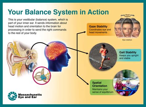 How Does Your Body Maintain Its Sense Of Balance Focus A Health