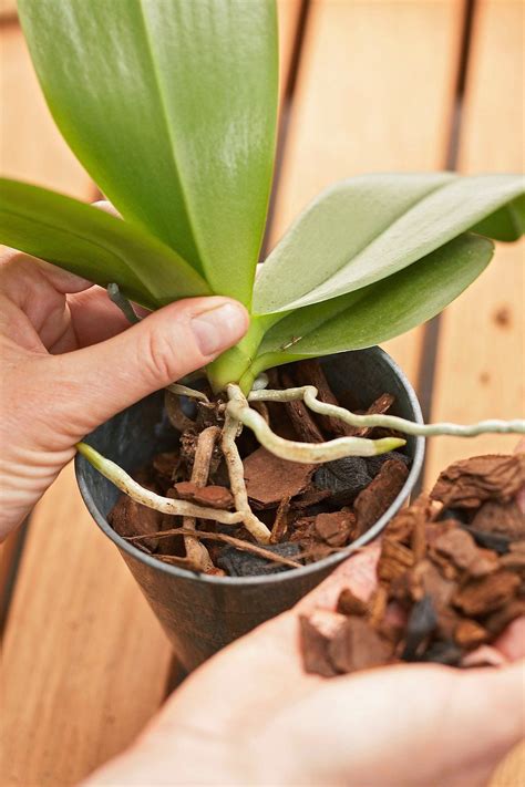 Repotting Orchid Plant Cc34bbd8 Orchid Care Growing Orchids Orchid