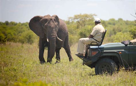Timbavati Private Nature Reserve African Safari Tours
