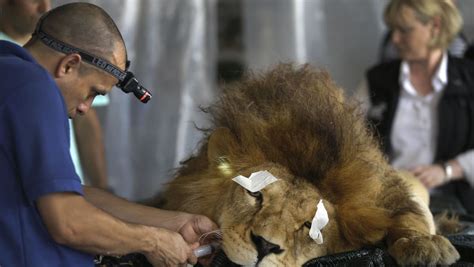 Lions Rescued From Circuses In Peru Get Their Teeth Fixed Today