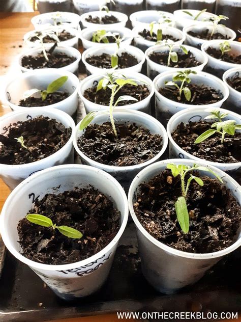 transplanting tomatoes into cups in 2020 tomato seedlings tomato seed starting vegetable seed