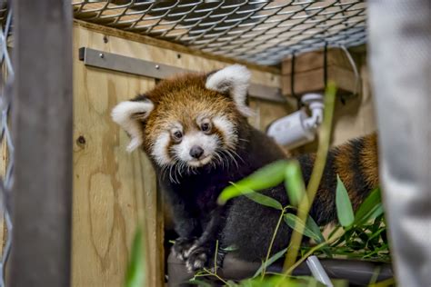 Milwaukee County Zoo Celebrates Red Panda Birth Zooborns