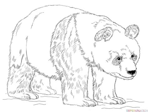 Adorable and lovely creatures will help you draw them also attached are detailed videos for drawing by steps! How to draw a Giant Panda step by step. Drawing tutorials ...