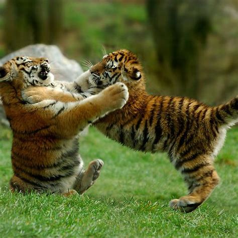 Cutest Tiger Cubs Playing Rough Via Edie1imgfave