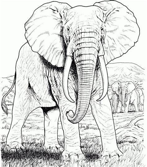 You can easily print or download them at your convenience. Elephant Coloring Pages for Adults - Best Coloring Pages ...