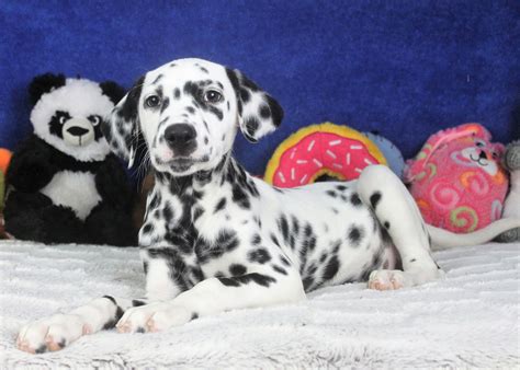 Dalmatian Puppies For Sale Long Island Puppies