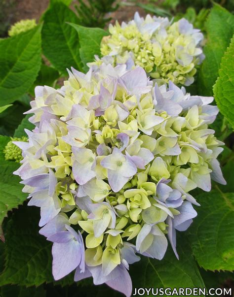 How Long Does It Take Hydrangeas To Turn From Pink To Blue After Adding