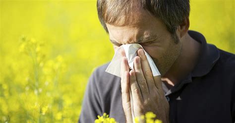 Het is je afweersysteem dat overmatig reageert op stuifmeel. Hooikoorts, allergie en pollen | Oud-Beijerland