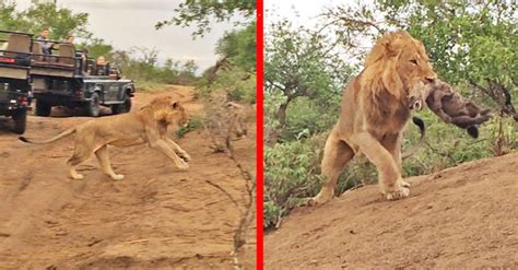 Video Lion Kills Hyena Cub Africa Geographic