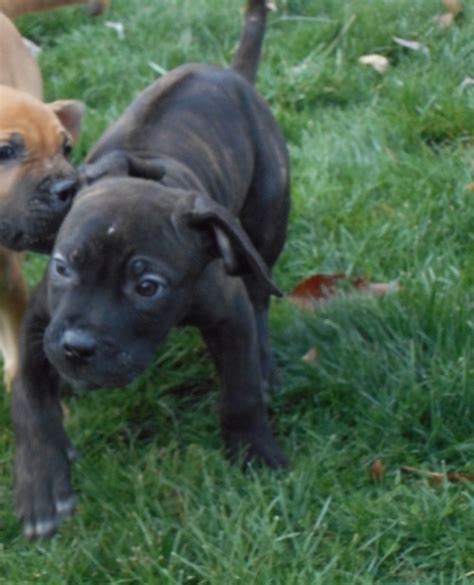 View Ad Cane Corso Rhodesian Ridgeback Mix Puppy For Sale Ohio Cleveland