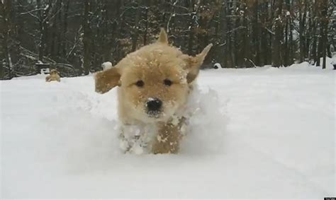 Cute Video Of The Day Puppies Playing In Snow Video Huffpost Uk
