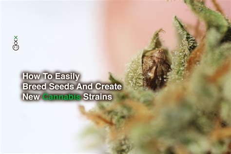 How To Easily Breed Seeds And Create New Cannabis Strains - AG