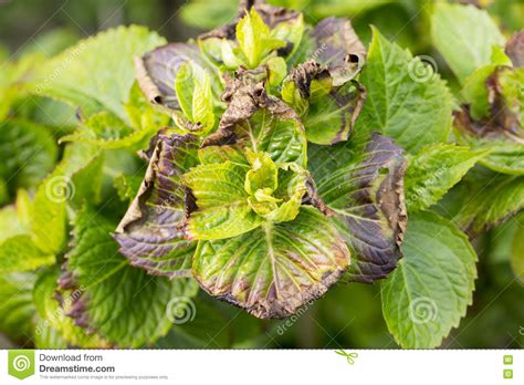 With so many choices today, it can be hard distinguishing healthy and unhealthy food groups. Unhealthy Garden Swift Foliage Stock Image - Image of ...