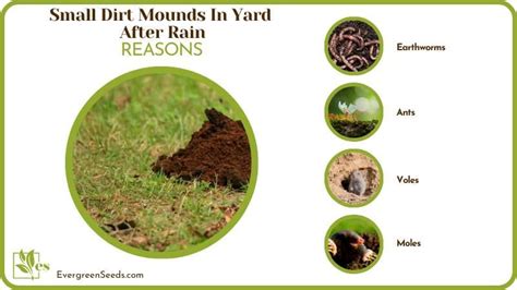Small Dirt Mounds In Yard After Rain Causes Plus Solutions Evergreen