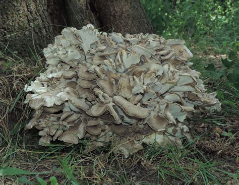 Hen Of The Woods Maitake Sheeps Head Identification And Benefits