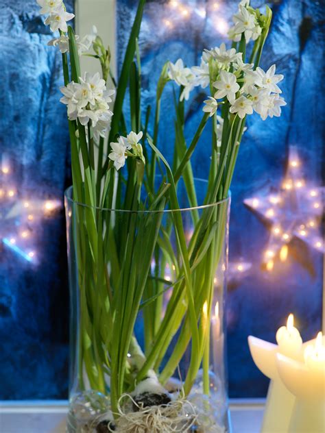 Paperwhites 5 Tips For Growth And Blooms Bulb Blog Gardening Tips