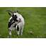 Britains Oldest Living Pygmy Goat Becomes Great Grandmother  Real Fix