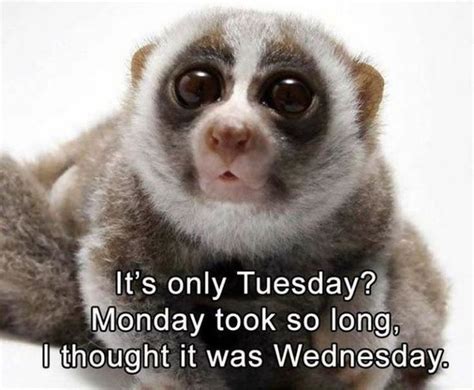 101 Funny Tuesday Memes When Youre Happy You Survived A Workday