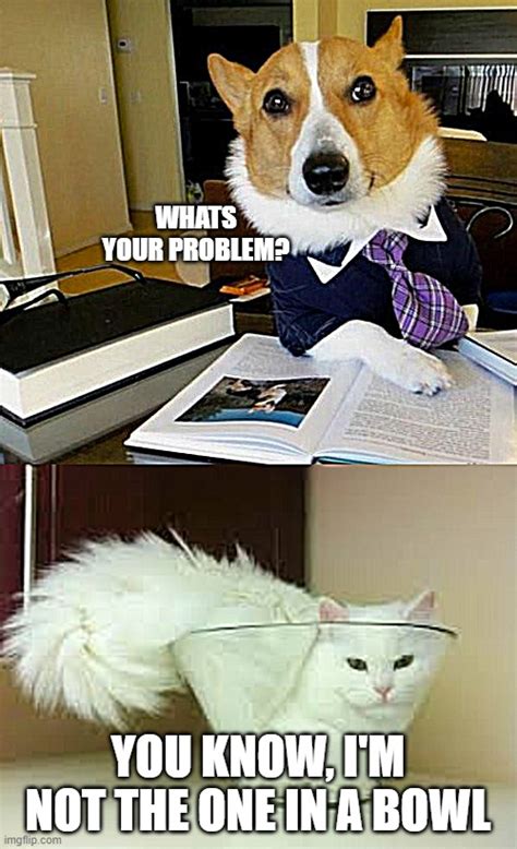 Lawyer Dog Meme