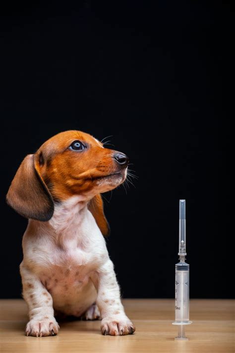 A Guide To Diabetes In Dogs Dupont Veterinary Clinic
