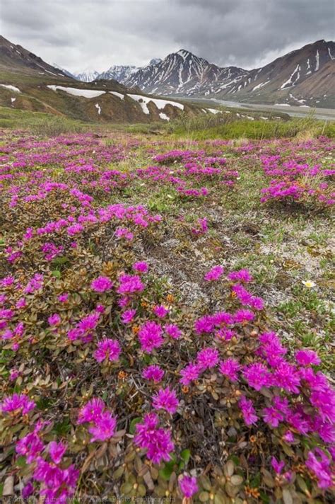Wildflowers Of The Arctic Arctic Flowers Wild Flowers Arctic Landscape