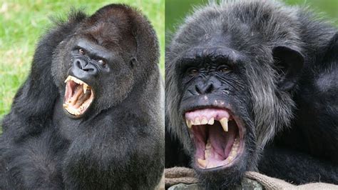 The Chimp Gorilla Conflict Explained Gorilla Chimp Chimpanzee