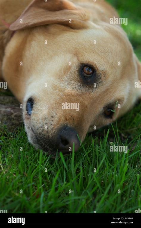 Dog Lying In Grass Stock Photo Alamy