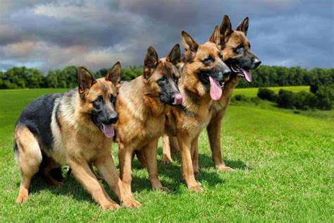 Do German Shepherds Need Large Breed Food World Of Dogz
