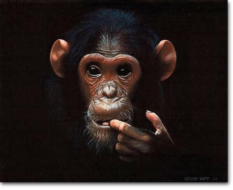 Chimp Photorealistic Pencil Drawing By Kirrily Duff Australian Artist Animal Drawings