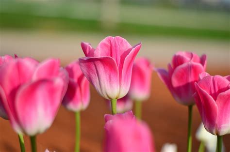 Tulpe Tulpen Rot Kostenloses Foto Auf Pixabay Pixabay