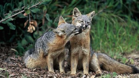 Foxes In California Types And Where They Live Animallord