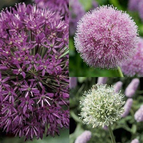 Alliums 30 variétés d ail d ornement fleurissant en fin de printemps