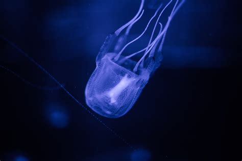 Aussie Teen Dies From Box Jellyfish Sting Off Coast Of Queensland