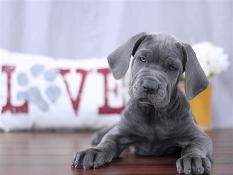 Neapolitan Mastiff Dog Male Blue 2150480 Petland Lewis Center