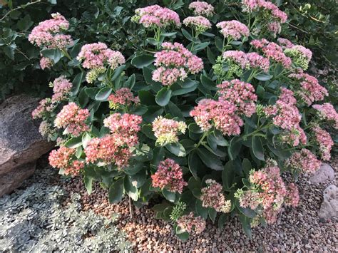 Autumn Joy Sedum Stonecrop Adams County Extension