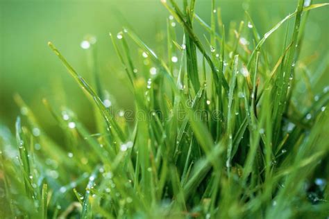 Green Grass And Drops Of Morning Dew Fresh Green Grass With Dew Drops