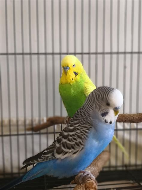 Im Clearly The Boss Here My Fluffy Budgie Solo Rbudgies